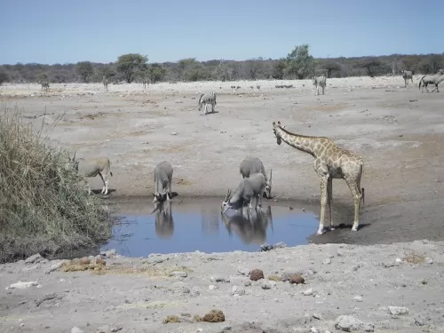 Monster Eland